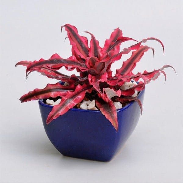 Earth Star Plant - Pink