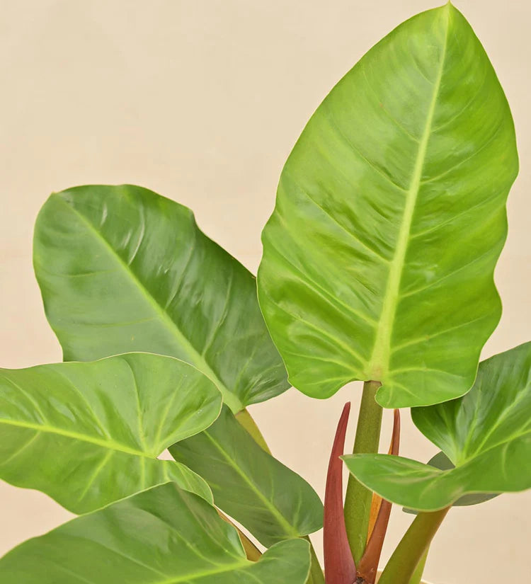 Philodendron Melinonii Golden - Large