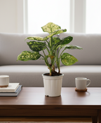 Dieffenbachia Cheetah Plant | Indoor Plant | 1 Live Plant| Small