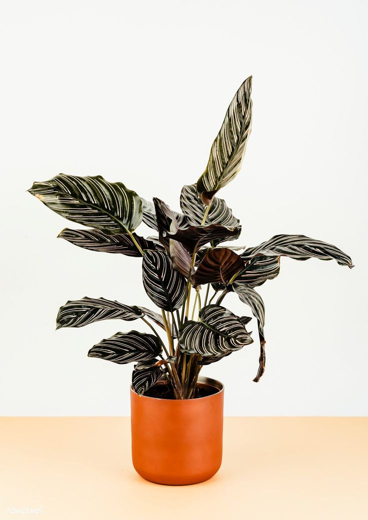 Calathea Sanderiana | Indoor Plants | Low Maintenance Plant | Pack Of 1