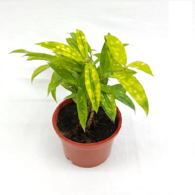 Dracaena Golden Milky Plant | Air Purifying Plant | 1 Live Plant