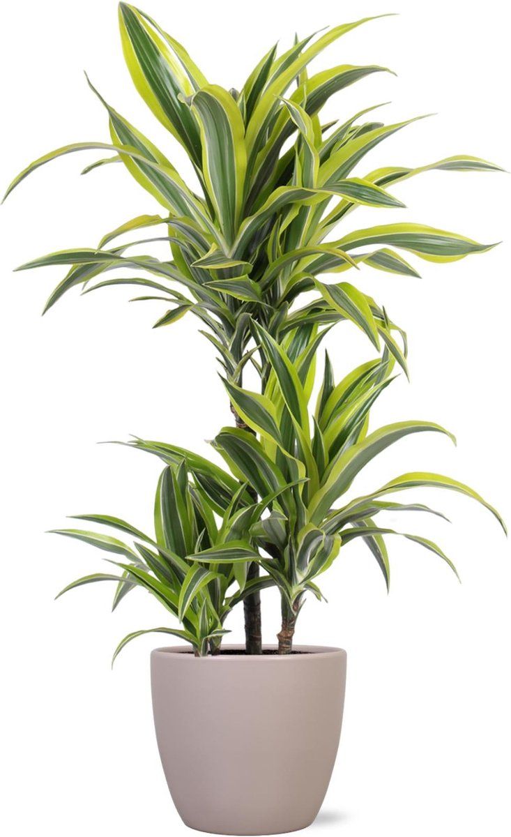 Dracena Lemon Line Plant - Large