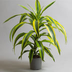 Dracena Lemon Line Plant - Large