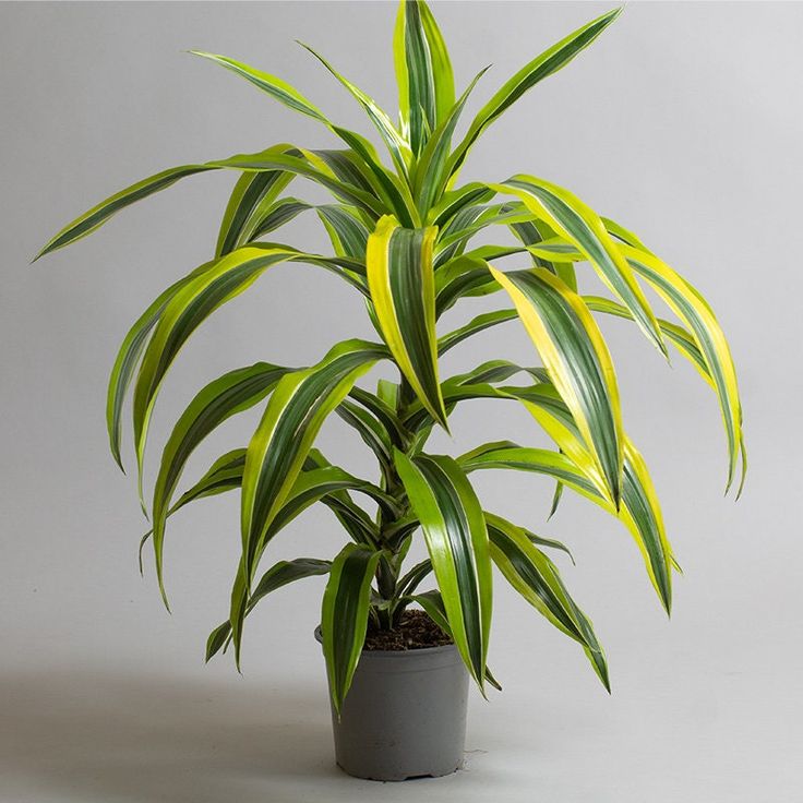 Dracena Lemon Line Plant - Large