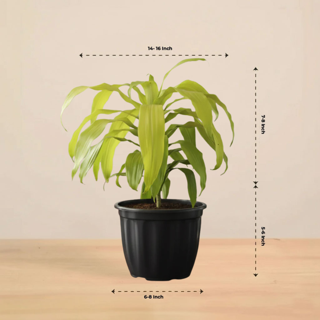 Dracena Lime Light Plant| Air Purifying Plants | Low Maintenance Plant | 1 Live Plant | Large