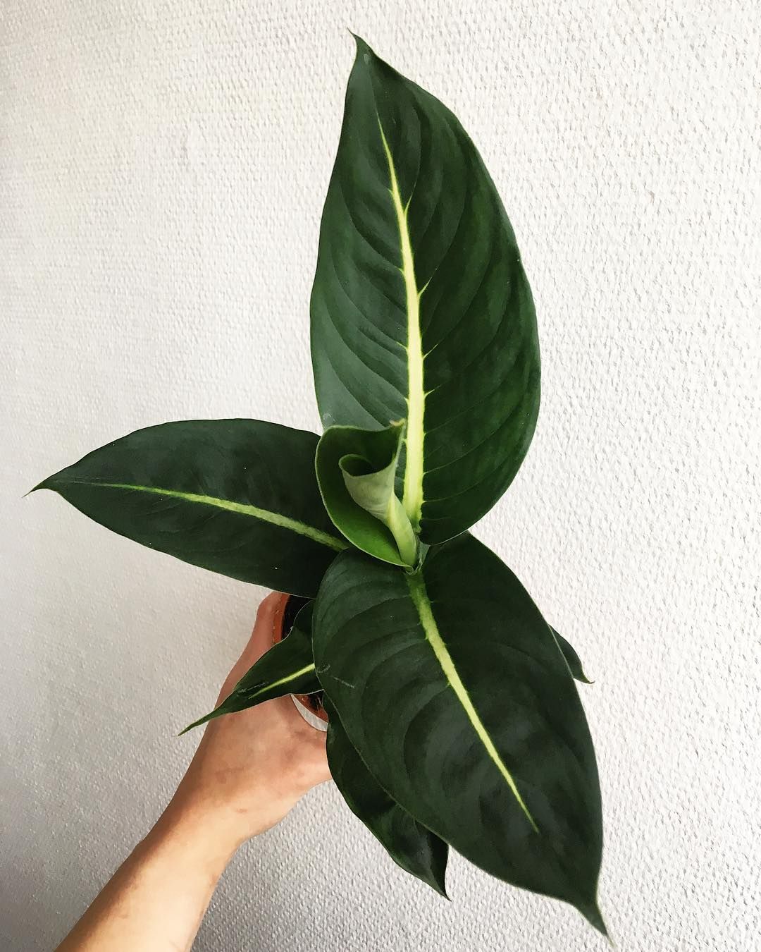 Dieffenbachia Green Magic Plant | Ornamental Plant | Indoor Plant | Outdoor Plant | Pack Of 1