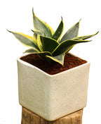 Sansevieria Variegated Golden|Live Plant |Easy to  Maintenance Pack of 1
