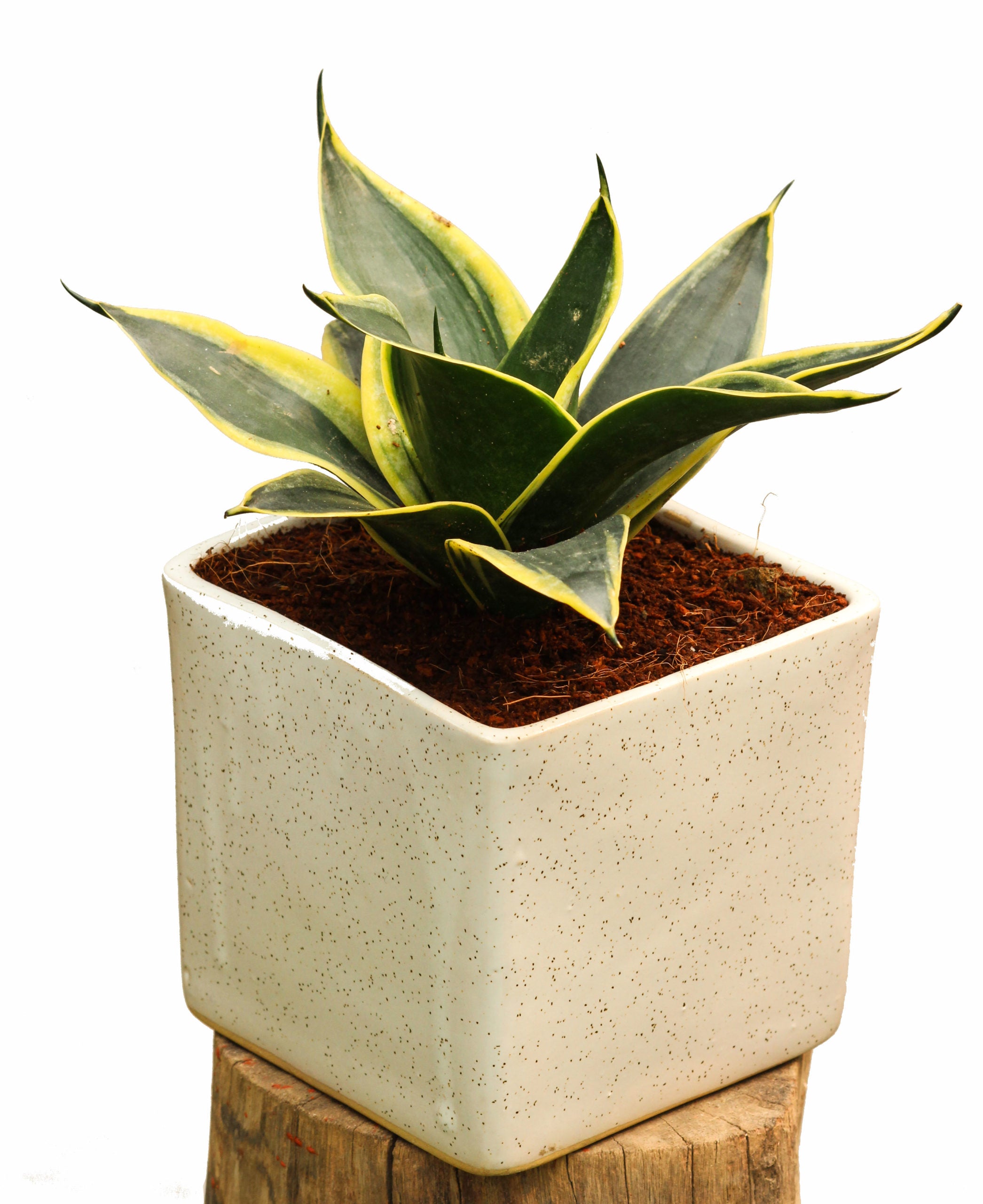 Sansevieria Variegated Golden|Live Plant |Easy to  Maintenance Pack of 1