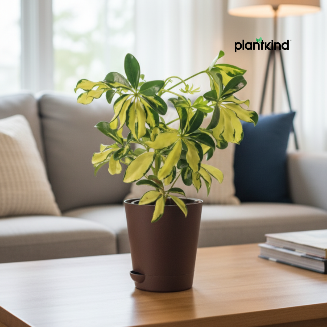 Dwarf Umbrella Tree | Indoor Plant |Low-Maintenance Plant | 1 Live Plant | Medium