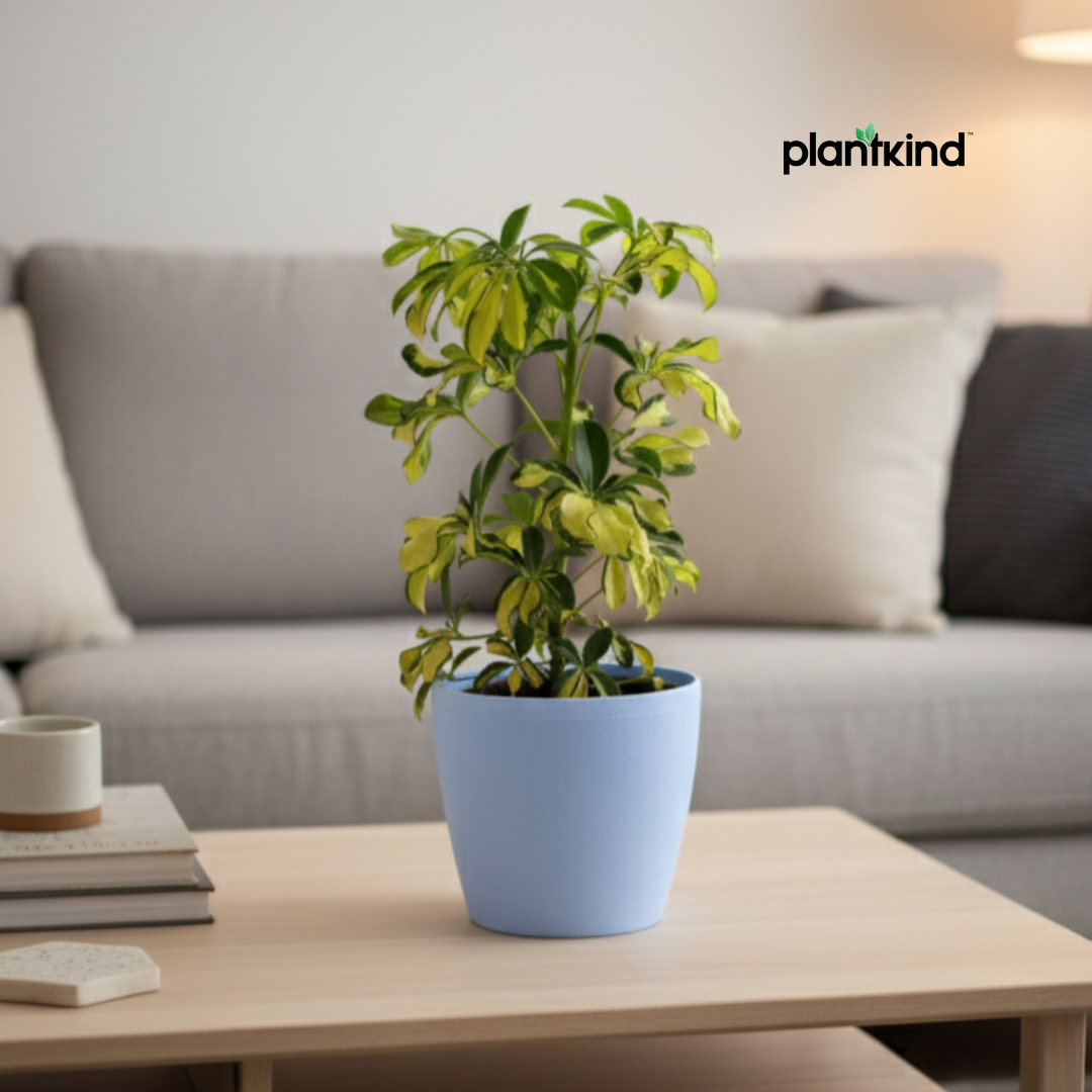 Dwarf Umbrella Tree | Indoor Plant |Low-Maintenance Plant | 1 Live Plant | Medium