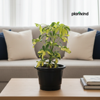 Dwarf Umbrella Tree | Indoor Plant |Low-Maintenance Plant | 1 Live Plant | Medium