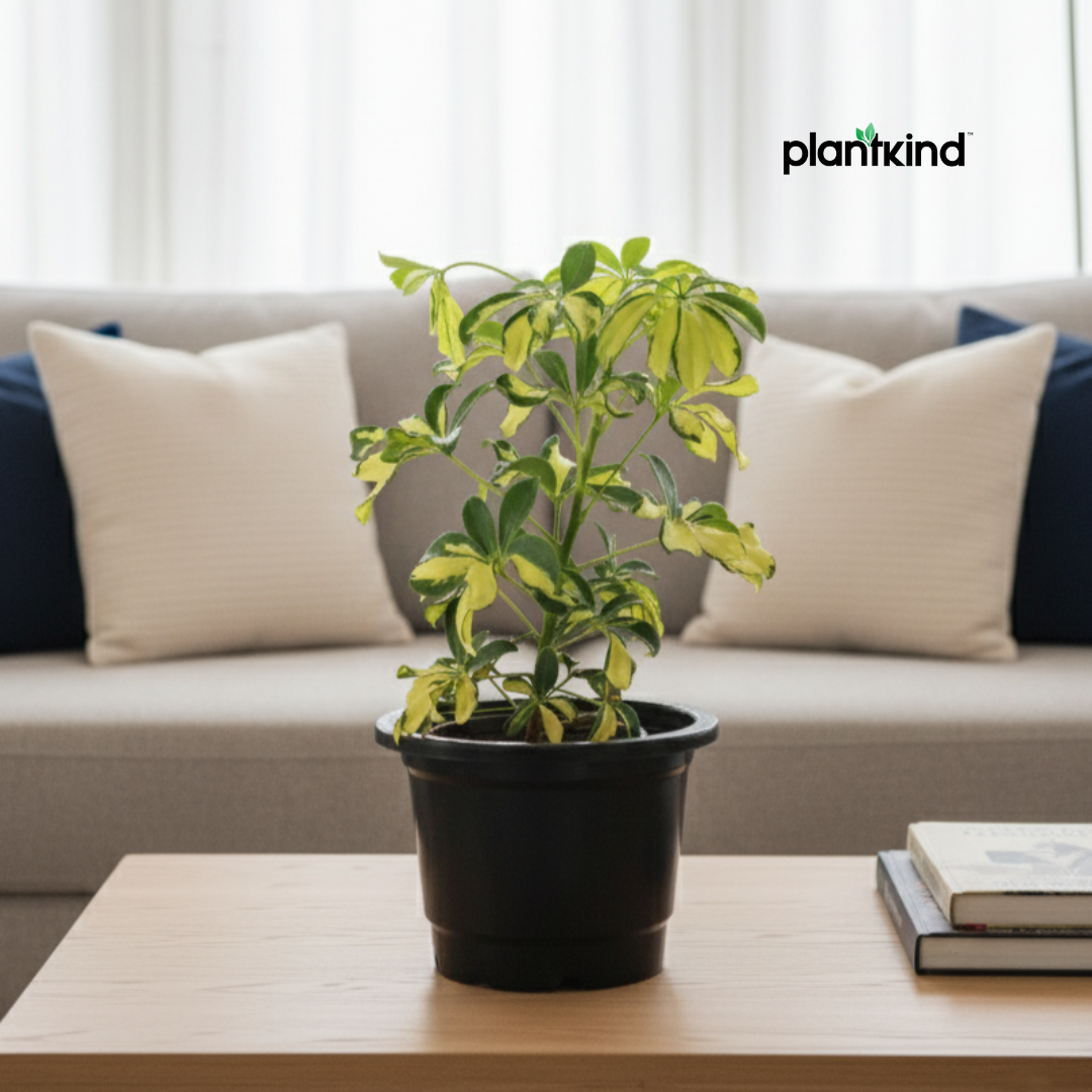 Dwarf Umbrella Tree | Indoor Plant |Low-Maintenance Plant | 1 Live Plant | Medium