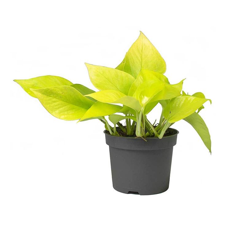 Golden Money Plant |Golden  Pothos| Live Indoor Plants Pack of 1