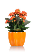 Kalanchoe Plant - Orange