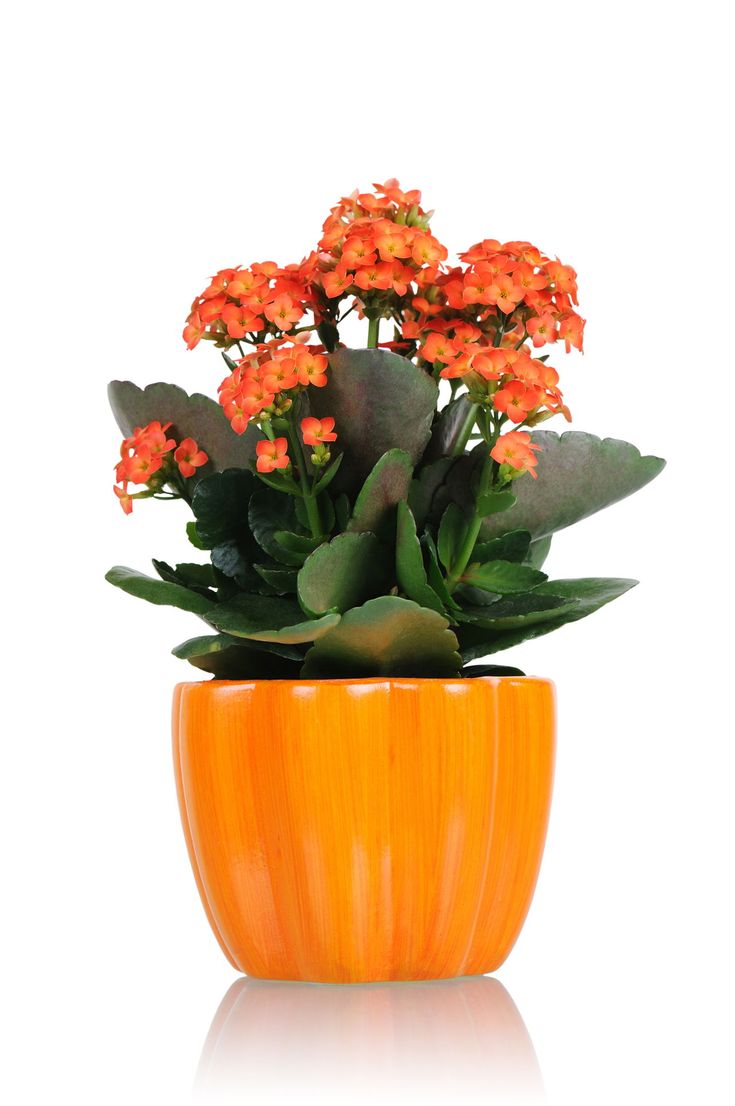 Kalanchoe Plant - Orange