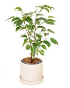 Ficus Prestige Plant | Indoor Ornamental Plant | 1 Live Plant