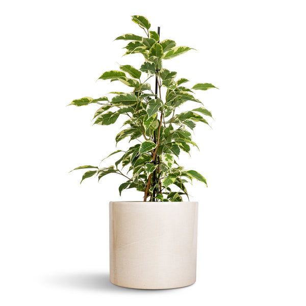 Ficus Prestige Plant | Indoor Ornamental Plant | 1 Live Plant