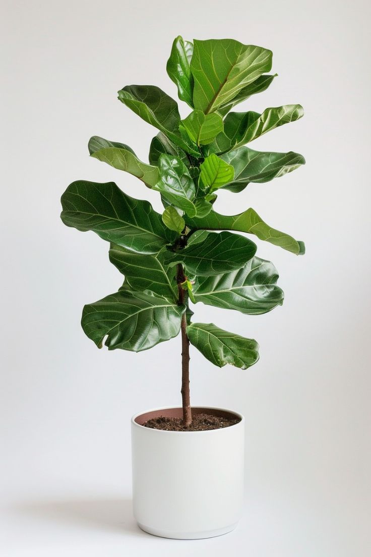 Fiddle Leaf Fig Plant| Indoor Live Plants Pack of 1