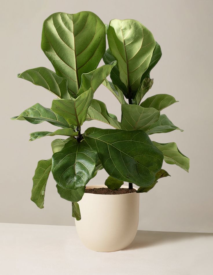 Fiddle Leaf Fig Plant| Indoor Live Plants Pack of 1