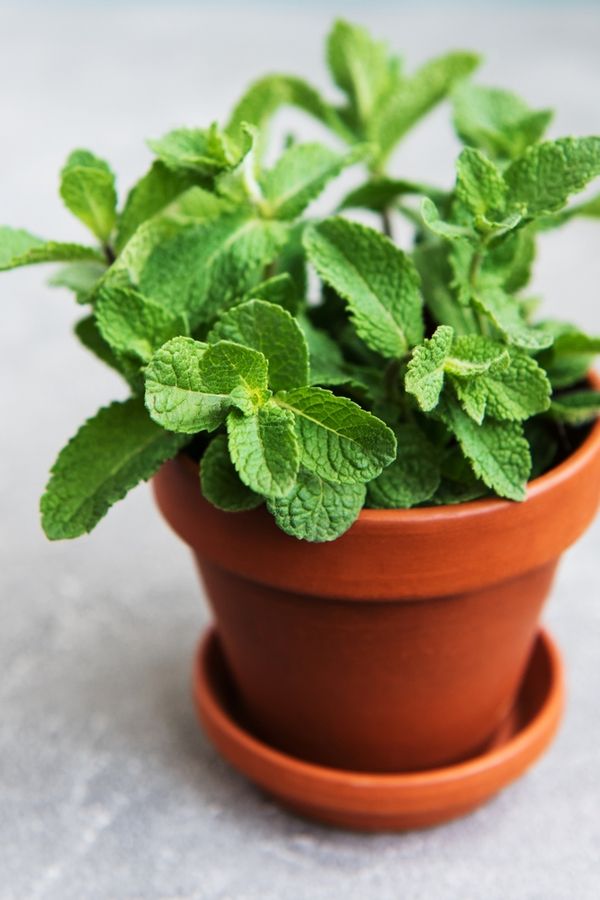 Ajwain Plant | Medicinal amd Aromatic Plants | Pack of 1