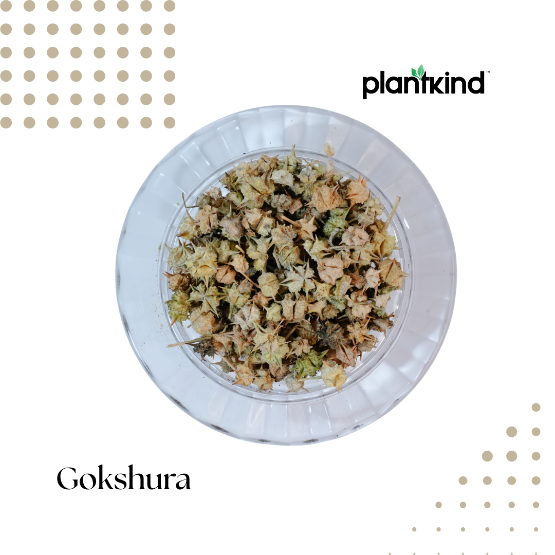 Gokshura | Tribulus terrestris | Natural Herb | Pack of 1 | 100g