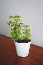 Aralia Golden Plant | Indoor Plant | 1 Live Plant