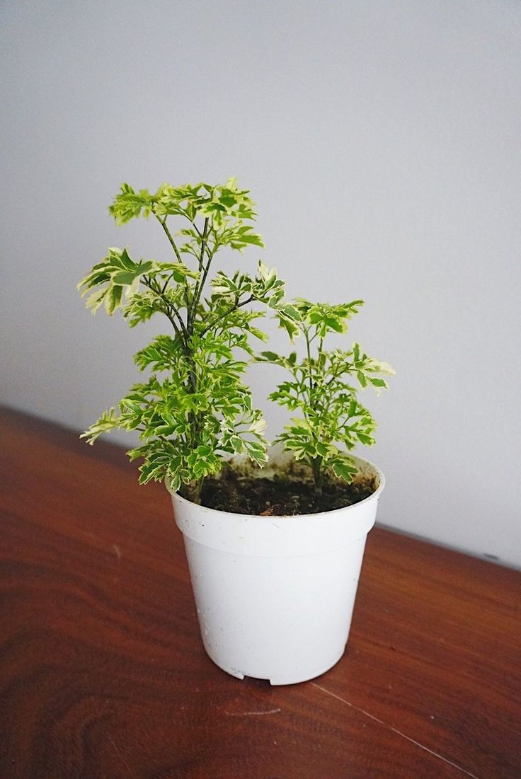 Aralia Golden Plant | Indoor Plant | 1 Live Plant