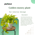 Golden Money Plant |Golden  Pothos|Indoor Plants | 1 Live Plant | Small