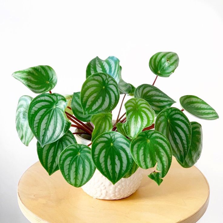 Peperomia Watermelon Plant |Live Beautiful| Charming | Indoor Plant Pack of 1
