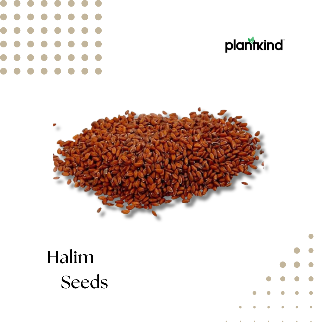 Halim Seeds | Garden Cress | Natural Superfood | Pack of 1 | 100g ...