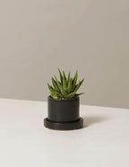 Zebra Haworthia Plant | Indoor Plant | 1 Live Plant