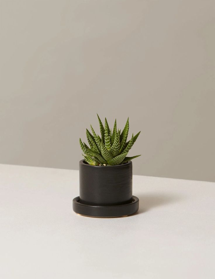 Zebra Haworthia Plant | Indoor Plant | 1 Live Plant