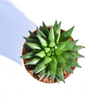 Haworthia Turgida | Succulent Plants | Indoor Plants | 1 Live Plant