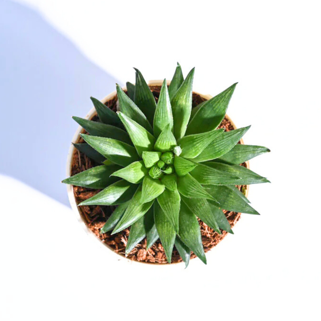 Haworthia Turgida | Succulent Plants | Indoor Plants | 1 Live Plant