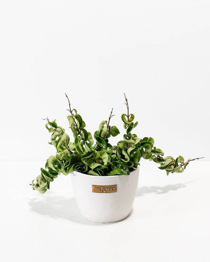 Twisted Hoya Plant | Indoor Plant | Ornamental Plant | Pack of 1