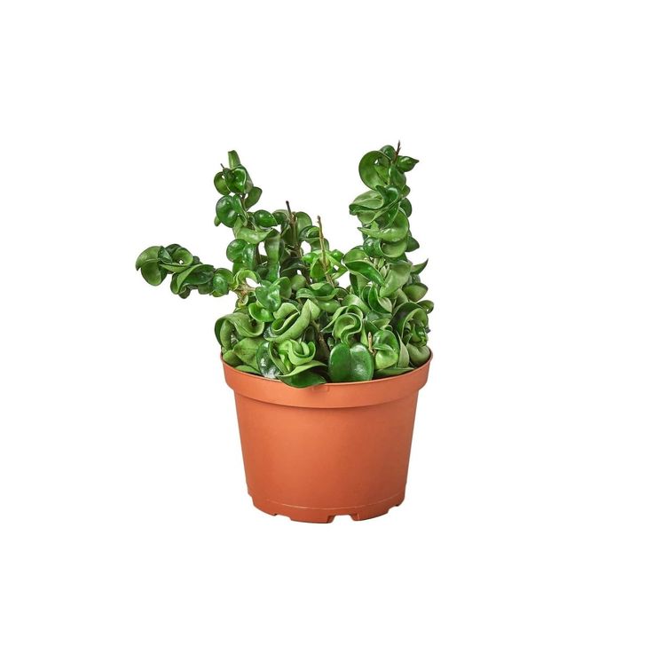 Twisted Hoya Plant | Indoor Plant | Ornamental Plant | Pack of 1