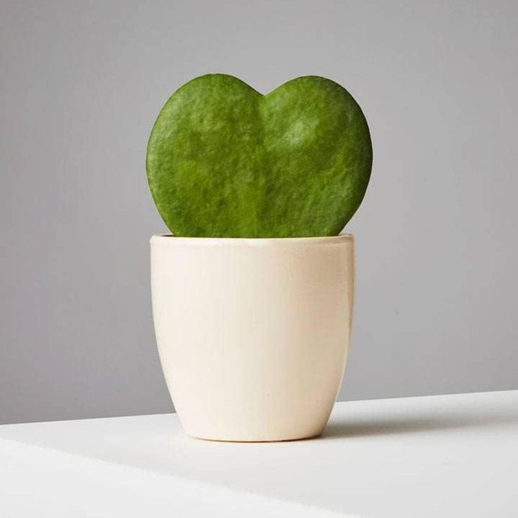 Heart Hoya Plant | Succulent Plant | Indoor Ornamental Plant | 1 Live Plant