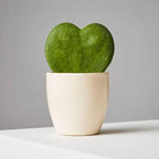 Heart Hoya Plant | Succulent Plant | Indoor Ornamental Plant | 1 Live Plant