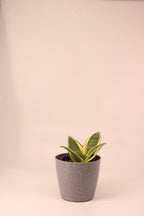 Snake Plant - Futura Superba | Air Purifying Plant | Indoor Plant | 1 Live Plant