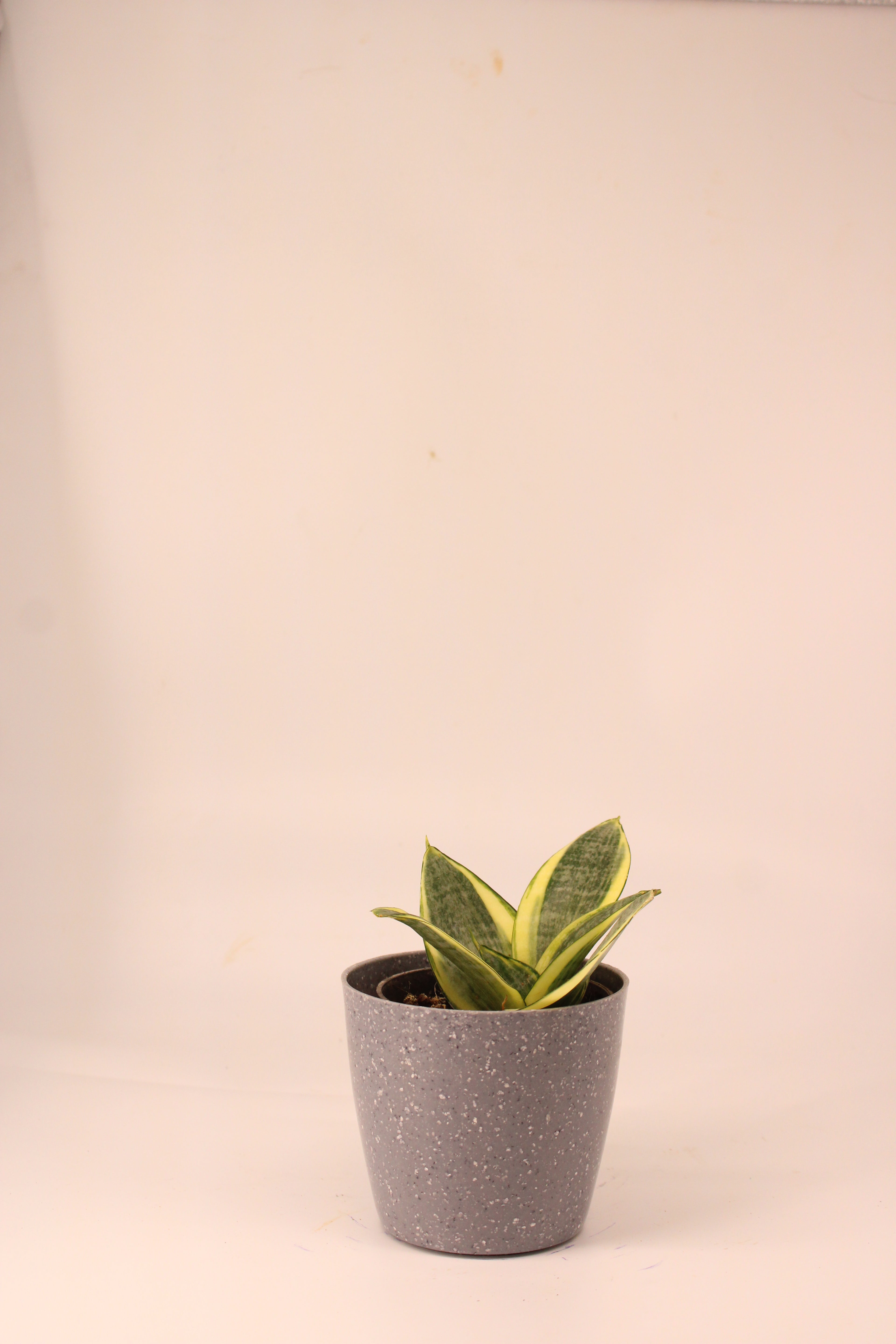 Snake Plant - Futura Superba | Air Purifying Plant | Indoor Plant | 1 Live Plant