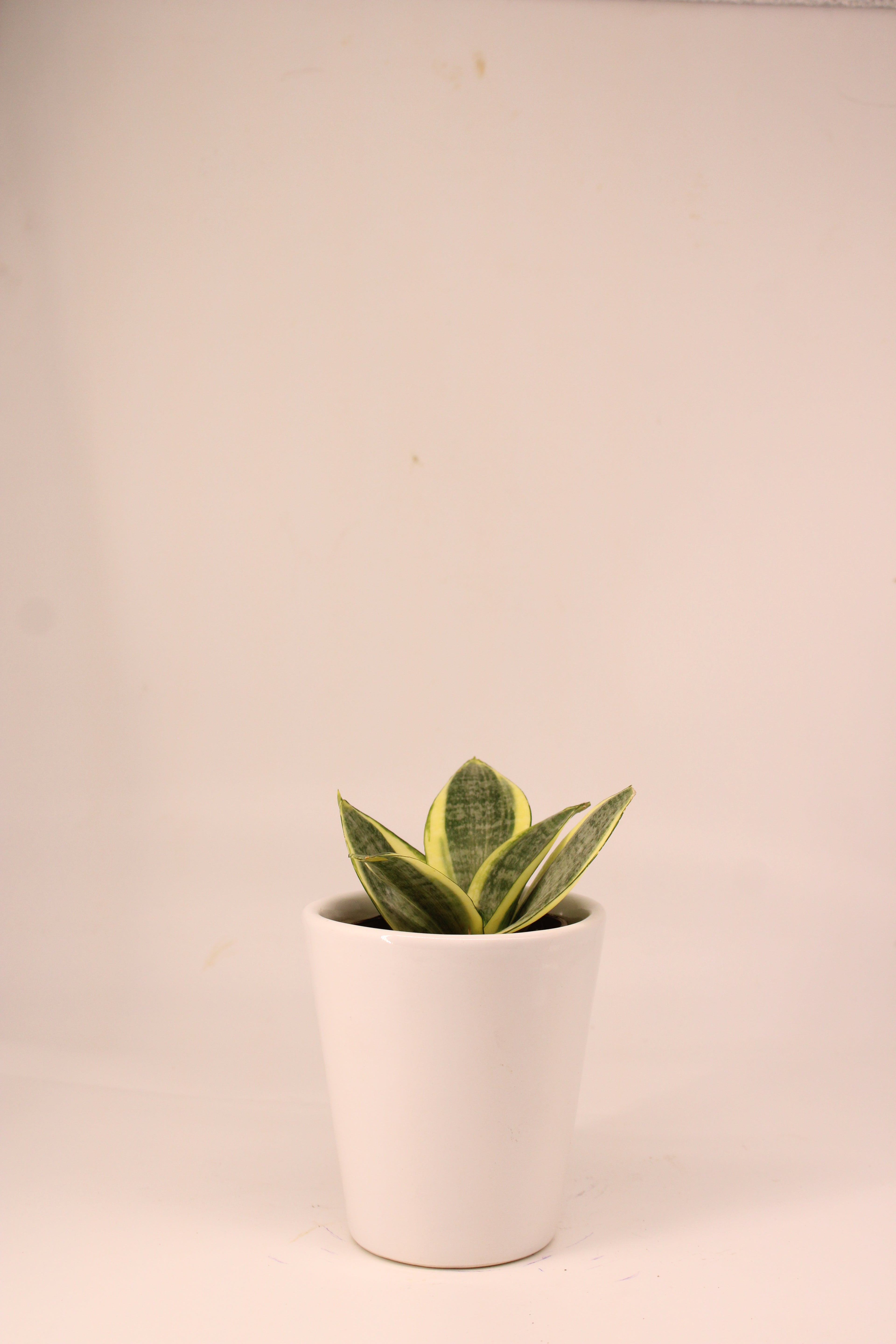 Snake Plant - Futura Superba | Air Purifying Plant | Indoor Plant | 1 Live Plant
