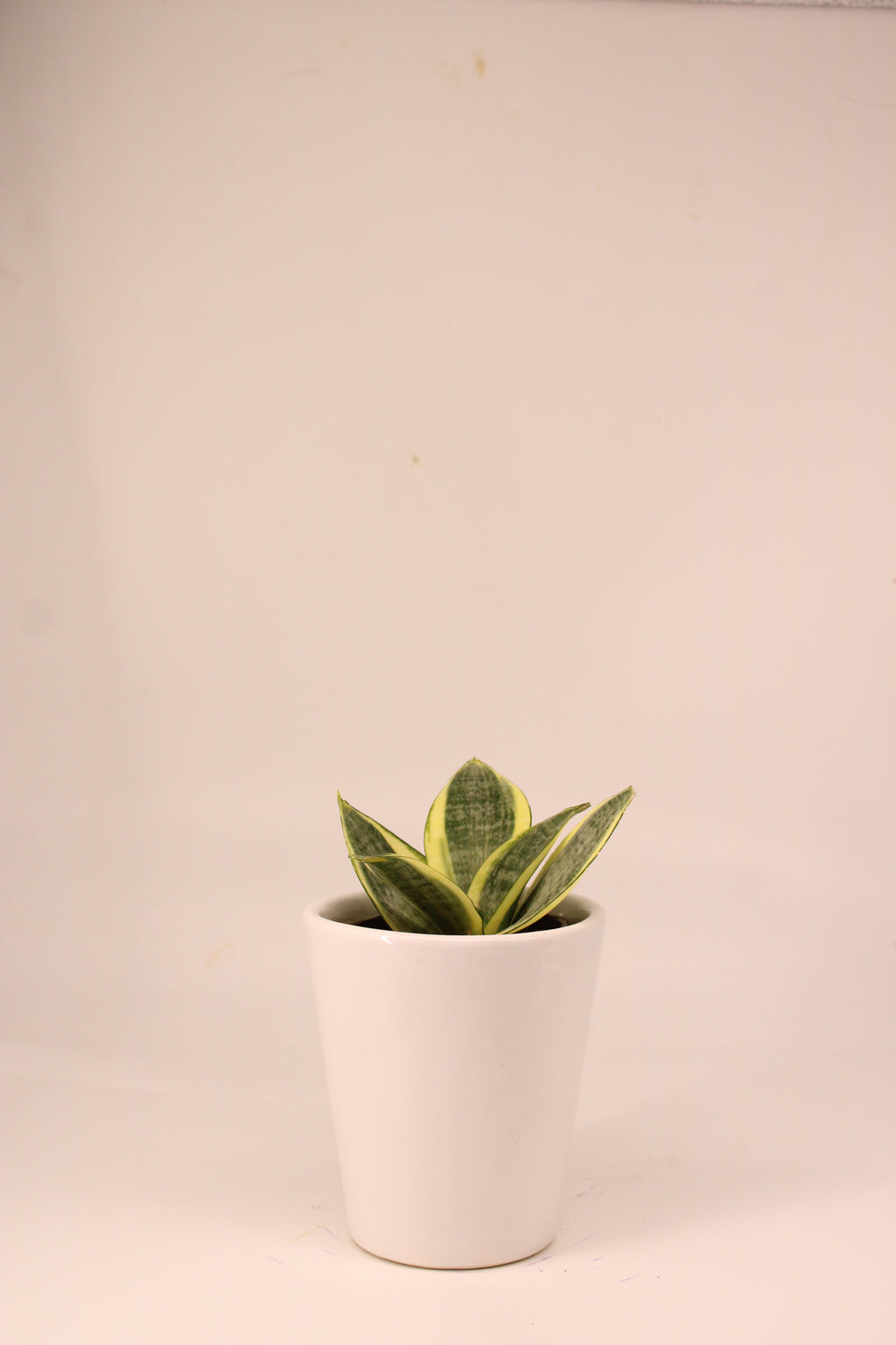 Snake Plant - Futura Superba | Air Purifying Plant | Indoor Plant | 1 Live Plant