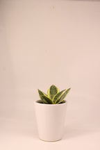 Snake Plant - Futura Superba | Air Purifying Plant | Indoor Plant | 1 Live Plant