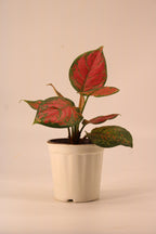 Aglaonema Pink Plant | Indoor Plant | Good Luck Plant | Pack of 1