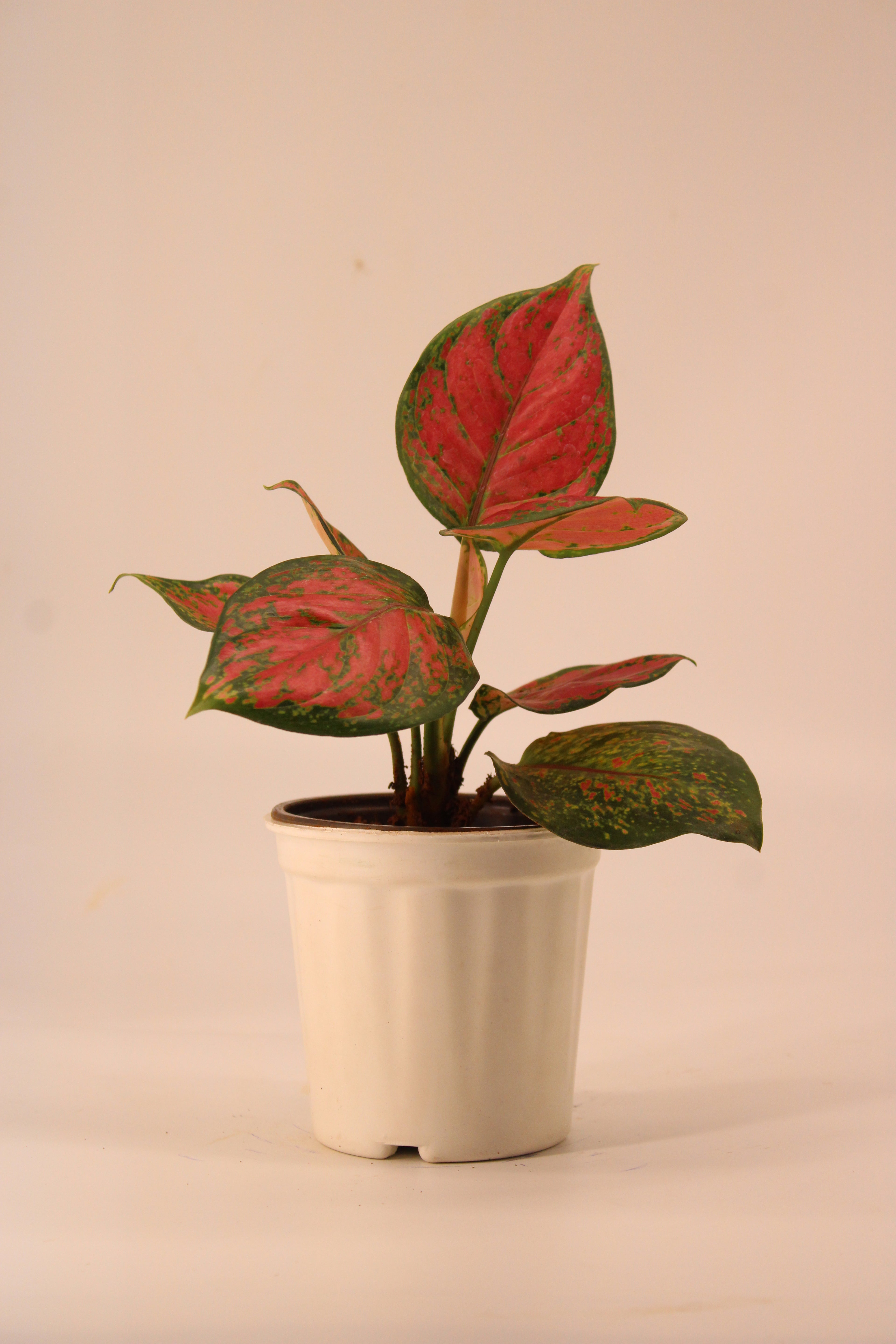 Aglaonema Pink Plant | Indoor Plant | Good Luck Plant | Pack of 1