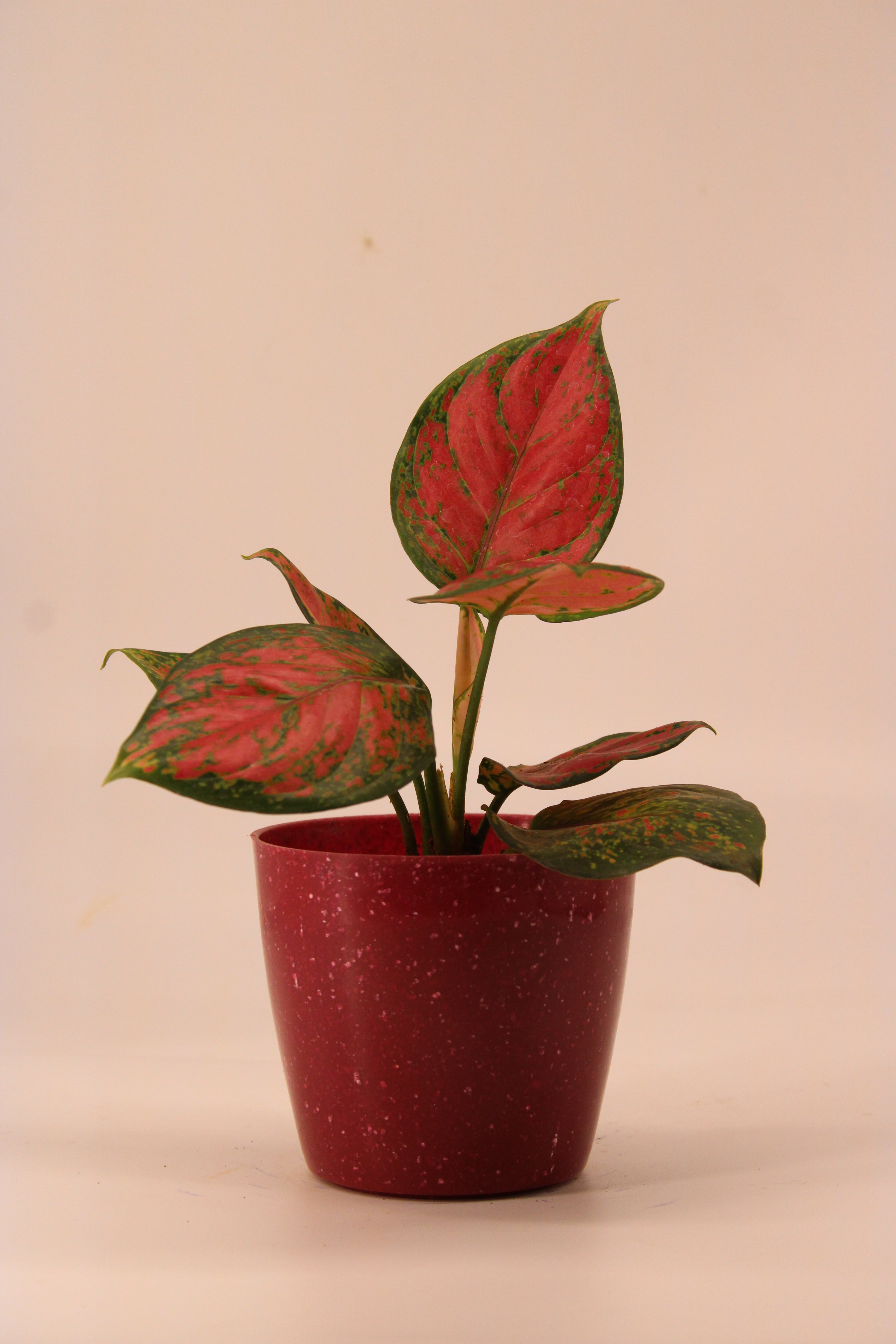 Aglaonema Pink Plant | Indoor Plant | Good Luck Plant | Pack of 1