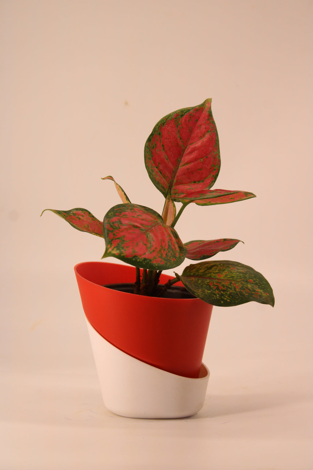 Aglaonema Pink Plant | Indoor Plant | Good Luck Plant | Pack of 1