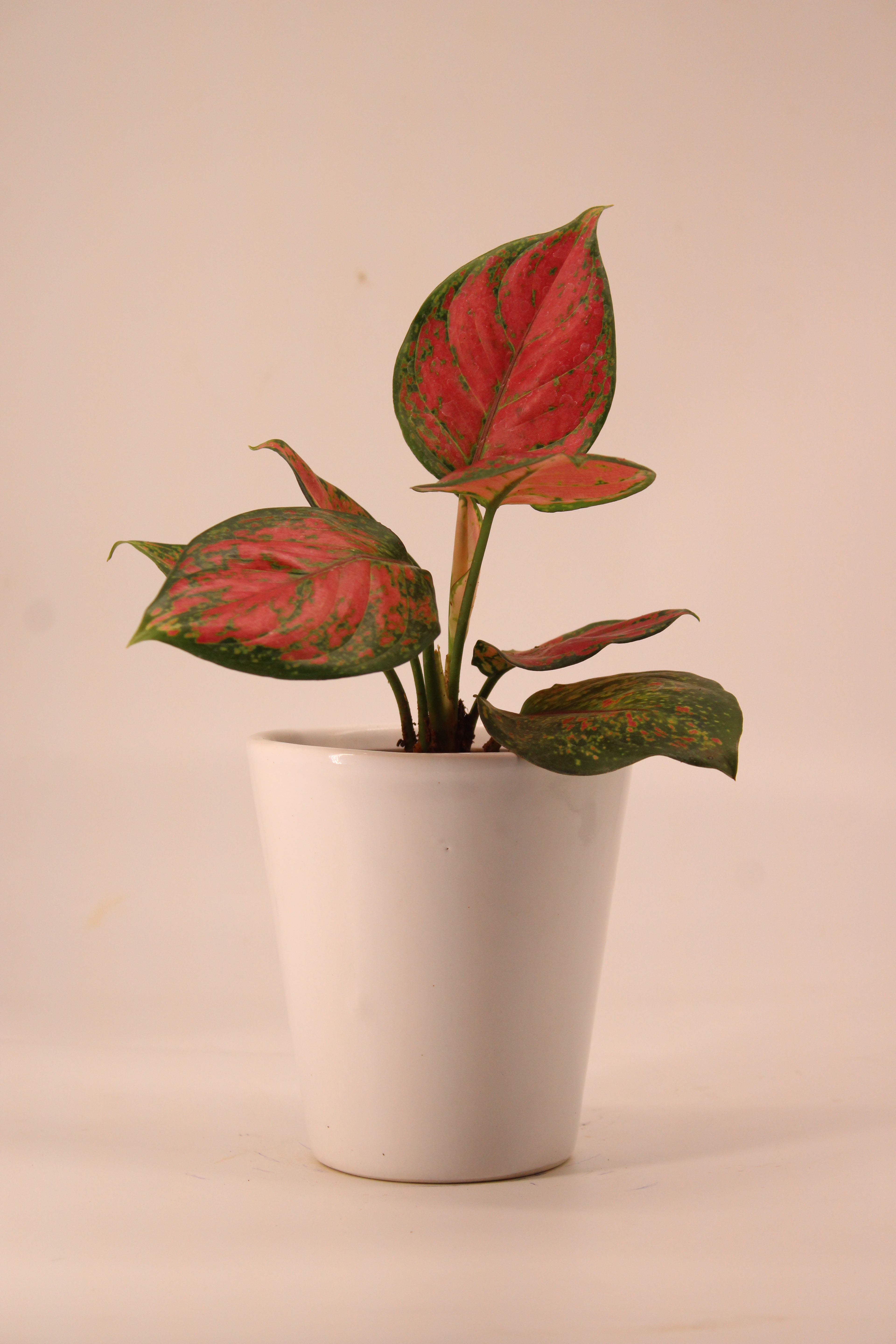 Aglaonema Pink Plant | Indoor Plant | Good Luck Plant | Pack of 1