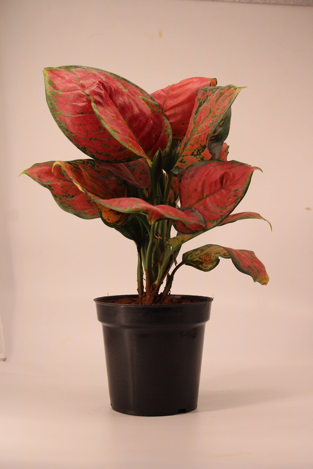 Aglaonema Pink Plant | Indoor Plant | Good Luck Plant | Pack of 1