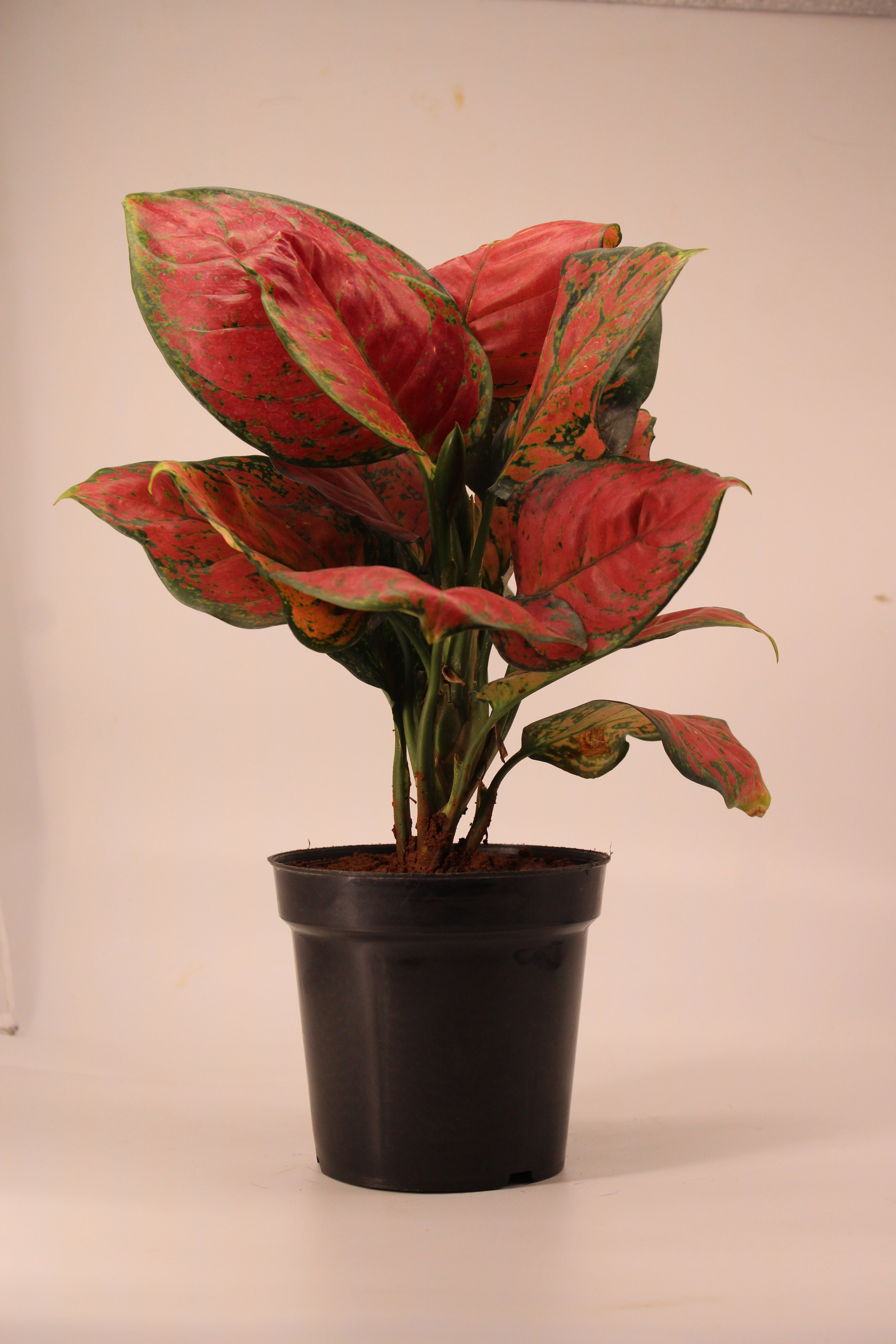 Aglaonema Pink Plant | Indoor Plant | Good Luck Plant | Pack of 1